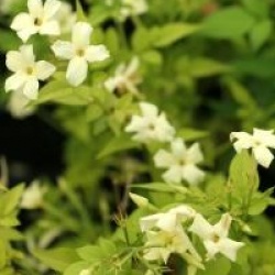 Jasminum officinale 'Clotted Cream'