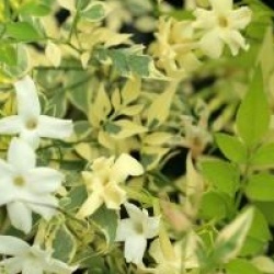 Jasminum officinalis 'Argenteovariegatum'
