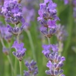 Lavandula angustifolia 'Hidcote' - Lavande Hidcote