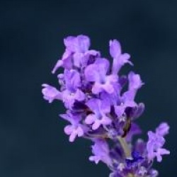 Lavandula angustifolia 'Hidcote'
