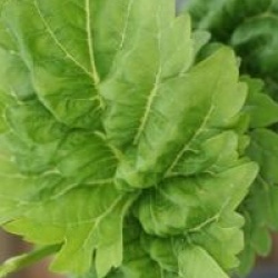 Morus alba 'Ho'o' - M�rier Ho'o