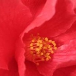Camellia 'Freedom Bell'