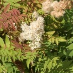 Sorbaria sorbifolia 