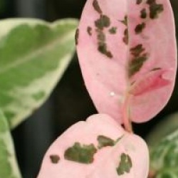 Trachelospermum jasminoides 'Variegatum'