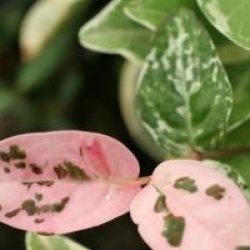 Trachelospermum jasminoides 'Variegatum'