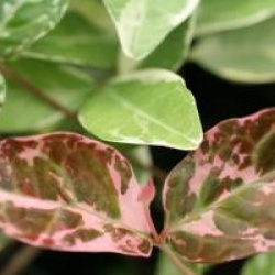 Trachelospermum jasminoides 'Variegatum'