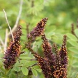 Amorpha fruticosa