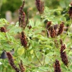 Amorpha fruticosa