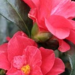 Camellia 'Freedom Bell'
