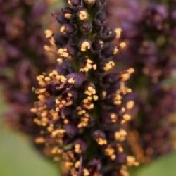 Amorpha fruticosa