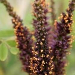 Amorpha fruticosa
