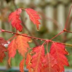 Acer cissifolium 