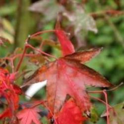 Acer oliverianum