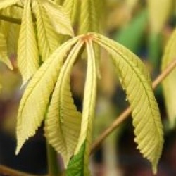 Aesculus hippocastanum 'Hampton Court Gold' - Marronnier d'Inde � feuillage panach�