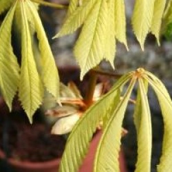 Aesculus hippocastanum 'Hampton Court Gold'