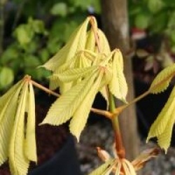 Aesculus hippocastanum 'Hampton Court Gold'