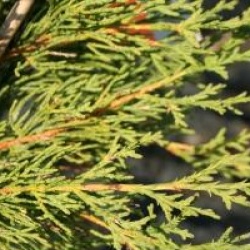 Cupressus sempervirens 'Garda' - Cypr�s de Provence Garda