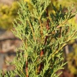 Cupressus sempervirens 'Garda'