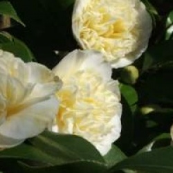 Camellia x williamsii 'Jury's Yellow'