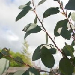 Eucalyptus Debeuzevillei