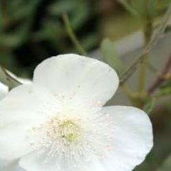 Eucryphia moorei 