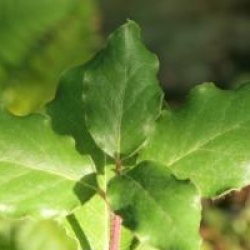 Garrya x issaquahensis 'Pat Ballard'