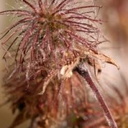 Geum Rivale - Beno�te des ruisseaux