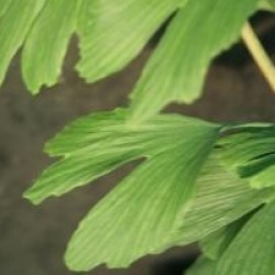 Ginkgo biloba 'Anny's Dwarf'