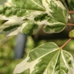 Acer campestre 'Carnival' - �rable champ�tre panach�