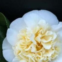 Cam�lia Jury's Yellow