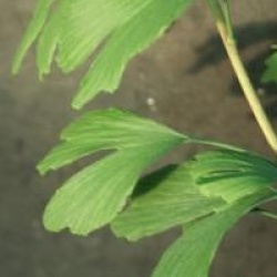 Ginkgo biloba 'Anny's Dwarf'