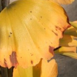 Arbre aux 40 �cus fastigi�