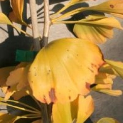Ginkgo biloba 'Fastigiata'