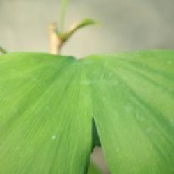 Ginkgo biloba 'Horizontalis' - Arbre aux 40 �cus horizontalis