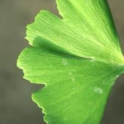 Ginkgo biloba 'Tubifolia'
