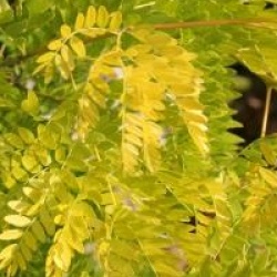 Gleditsia triacanthos 'Sunburst'