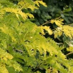 Gleditsia triacanthos 'Sunburst'