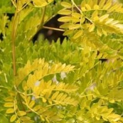 Gleditsia triacanthos 'Sunburst'