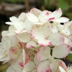 Hydrangea paniculata Diamant Rouge