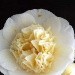 Camellia x williamsii 'Jury's Yellow'