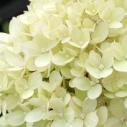 Hortensia � panicules Little Lime