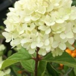 Hydrangea paniculata Little Lime � 'Jane' 