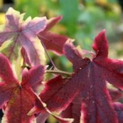 Liquidambar styraciflua 'Golden Treasure' - Copalme � feuillage panach�