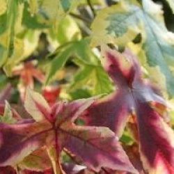 Liquidambar styraciflua 'Golden Treasure'