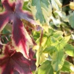 Liquidambar styraciflua 'Golden Treasure'