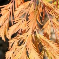 Metasequoia glyptostroboides 'Matthaei Broom'