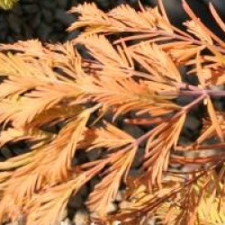 Metasequoia glyptostroboides 'Matthaei Broom'