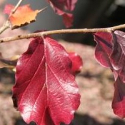 Parrotia persica 'Felicie'