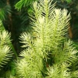 Picea glauca 'Daisy's White' - Picea glauca 'Daisy's White'
