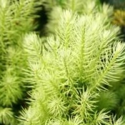 Picea glauca 'Daisy's White'